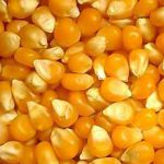 Como cultivar milho pipoca?