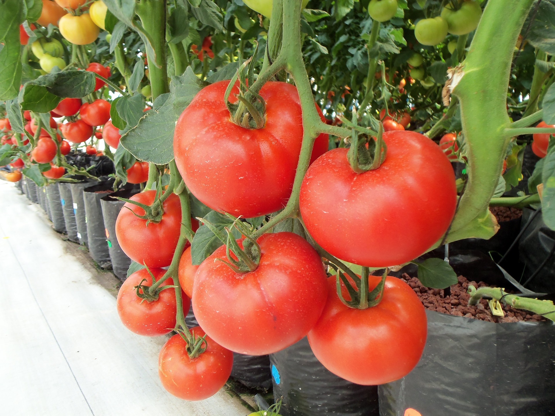 Tomate hidropônico: entenda para começar a produzir