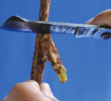 Enxerto de plantas: como fazer