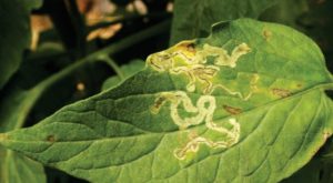 Larva Minadora No Tomate Como Vencer Esse Desafio Safra Viva