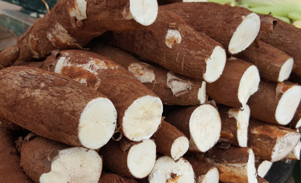 Mandioca: saiba tudo sobre a nossa planta raiz