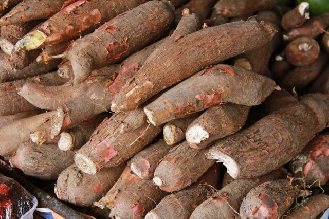 Como plantar mandioca: siga os passo até a colheita